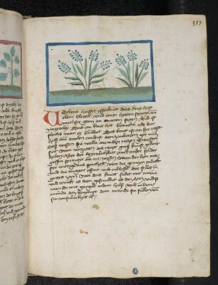 Kräuterpflanze: Verbena (Verbena officinalis / Verbenaceae) / Eisenkraut; (aus Konrads von Megenberg "Buch der Natur")