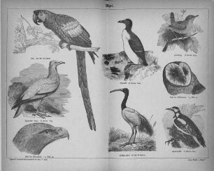 Vögel.