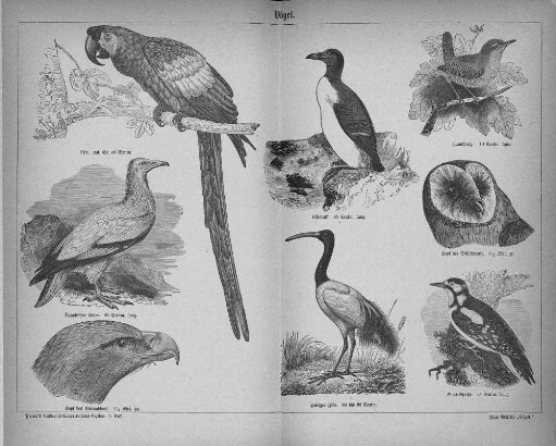 Vögel.