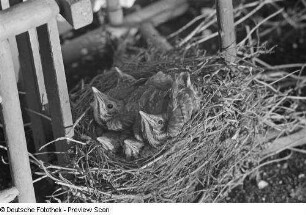 Jungvögel im Nest