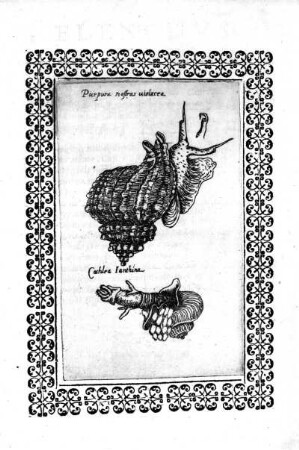 Purpura nostras violacea. - Cochlea Ianthina
