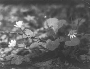 Scharbockskraut : Scharbockskraut (Ficaria verna Hudson).