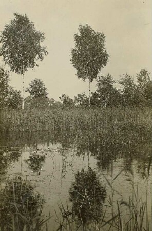 Kasimirteich bei Königswartha