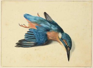 Toter Eisvogel