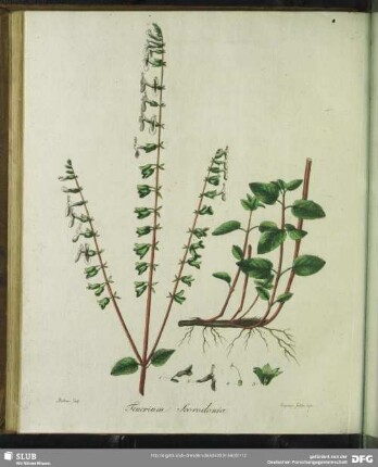 Teucrium Scorodonia. Scorodonie