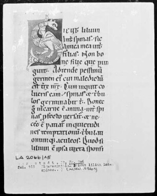 Bernardus, Sermones in Contica Canticorum — Initiale S (icut lilium inter spinas), Folio 168recto