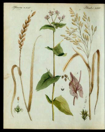 Getraide-Arten.