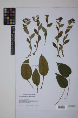 Pulmonaria officinalis L. x P. obscura Dumontier
