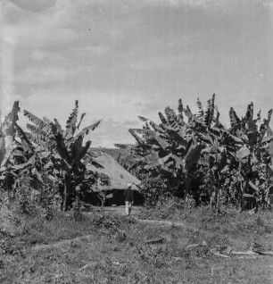 Plantage : Hütte der Baganda inmitten einer Bananenplantage