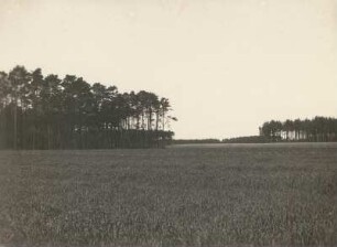 Oberlausitzer Niederung. Kiefernwald westlich Königswartha