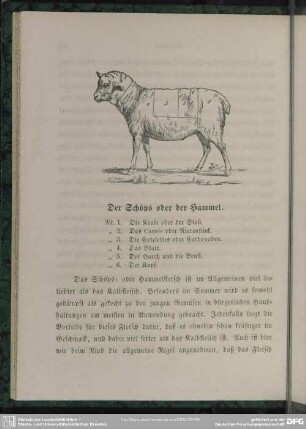 Der Schöps oder der Hammel