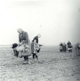 Frauen bei der Feldarbeit : Kleidung - Schleifer Tracht. Ort: Slepo / Schleife. Frauen in Arbeitstracht der Schleifer Region bei der Feldarbeit.