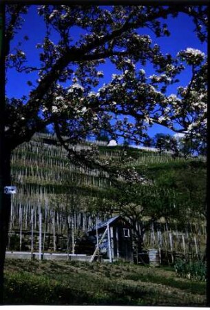 Glottertal, Oberglottertal: Blütenbaum vor Weinberg