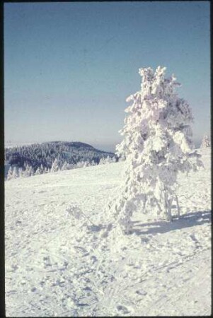 Winterlandschaft am Feldberg
