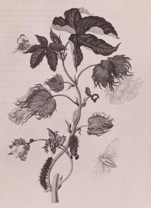 Metamorphisis Insectorum Surinamensium