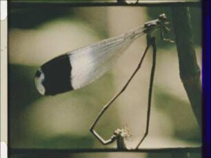 Megaloprepus coerulatus (Pseudostigmatidae) - Flight and Reproductive Behaviour