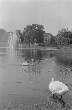 Schwäne auf einem See im Agra-Park, im Hintergrund das Weiße Haus