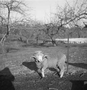 State New York, Schafzuchtfarm