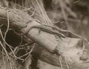 Waldeidechse (Zootoca vivipara; vormals Lacerta vivipara), auch Bergeidechse oder Mooreidechse genannt, im Wurzelwerk
