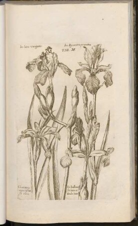 Tab. 38