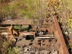 verrostete Gleise an der stillgelegten Bahnstrecke Aschersleben-Quedlinburg