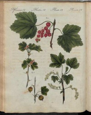 No. 78.Pflanzen CI. Teutsche Obst-Arten.