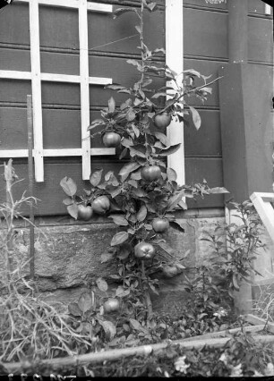 Wernigerode. Wohnhaus der Familie Knochenhauer. Junger Apfelbaum als Spalierobst an der Hauswand