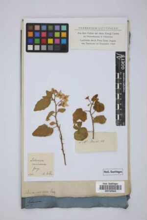 Solanum coccineum Jacq.