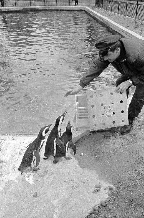 Neue Pinguine für den Karlsruher Zoo.