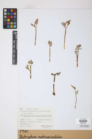 Botrychium matricariifolium (Döll) A.Braun ex W.D.J.Koch