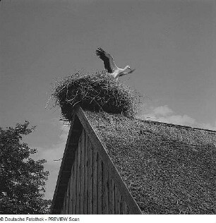 Reetdach mit Storchennest im Nordwesten? der Insel Rügen
