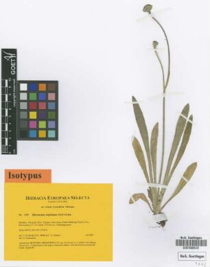 Hieracium cepiitinum Gottschl. [isotype]