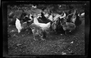 Nicht identifizierbare Ortschaft in Nordfrankreich oder Belgien: Hühner in einem Hühnerhof (Nahaufnahme)