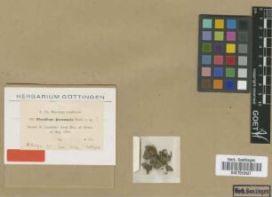 Fissidens juruensis Broth. [isotype]