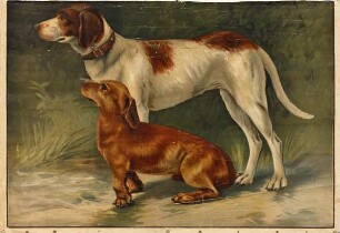 Hund