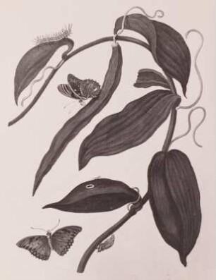 Maria Sibylla Merian (1647-1717). "Banille", aus: Metamorphosis Insectorum Surinamensium (Das Insektenbuch), SLUB S.B.3088 (Zool. 145)