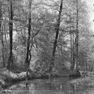 Hochwald im Frühling. : Nalěćo we wysokolěsu.