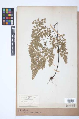 Adiantum tenerum Sw.