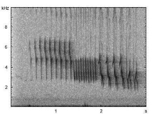 Buchfink | Fringilla coelebs - Gesang