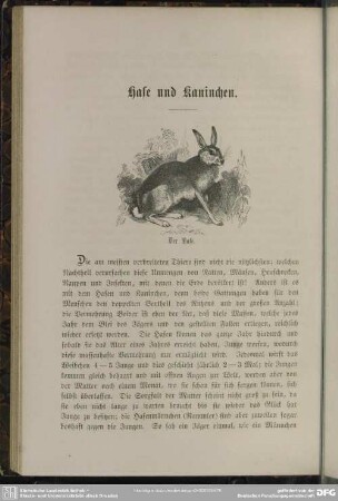 Der Hase