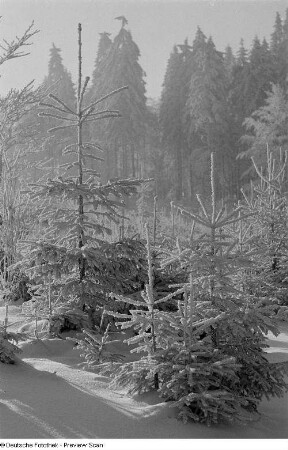 Eingeschneites Waldstück