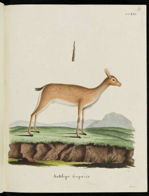 CCLXI Antilope scoparia.