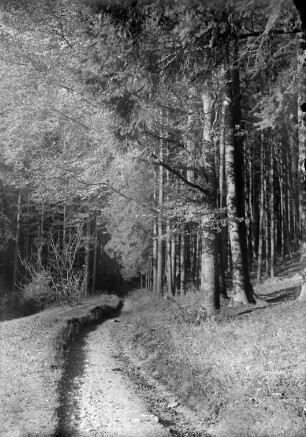 Waldweg an der Grenze zum Buchenbestand