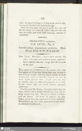 Productus aculeatus. Tab. LXVIII. - Fig. 4