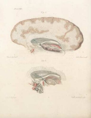 Plate VIII
