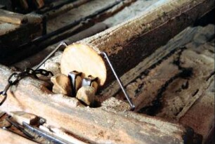 festgespannter Baumstamm in der Meernacher Schneidemühle