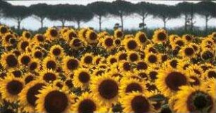 Faszination Natur - Seven Seasons