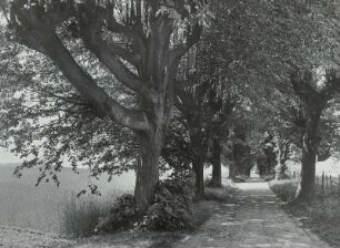 Lindenallee bei Großhennersdorf. Gestutzte, neu ausstreibende Bäume