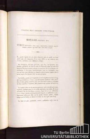 Traité des arbres fruitiers. Royale d'hiver. Duh. Pyrus regalis, fructu magno, subpyramidato, ventricoso, superficie inaequali, punctato, hinc dilutè rubro, indè citrino, brumali.