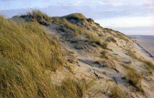 Westerland: Schild in den Dünen, Halmpflanzung, Dünen Befestigungen